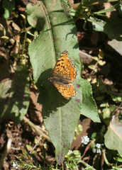 Melitaea punica
