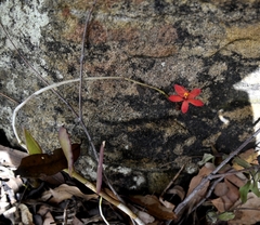 Epidendrum × obrienianum