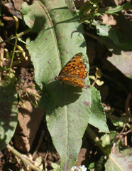 Melitaea punica