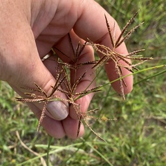 Cyperus longus subsp. longus image