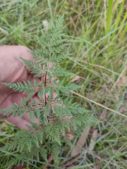 Cheilanthes tenuifolia