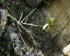 Epidendrum × obrienianum