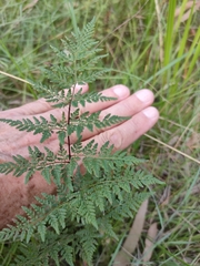 Cheilanthes tenuifolia