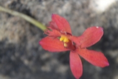 Epidendrum × obrienianum