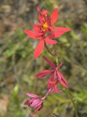 Epidendrum × obrienianum