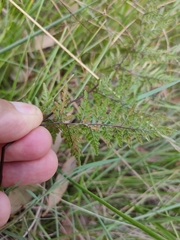 Cheilanthes tenuifolia