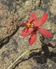 Epidendrum × obrienianum