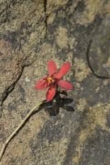 Epidendrum × obrienianum
