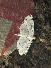 Pycnarmon cribrata