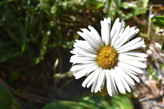 Celmisia verbascifolia