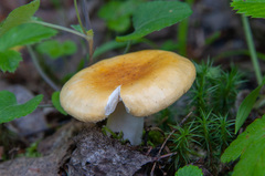 Russula lutea