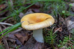 Russula lutea