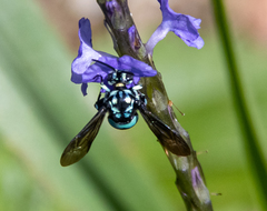 Thyreus nitidulus nitidulus