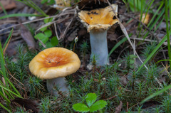 Russula lutea