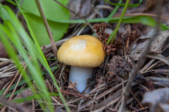 Russula lutea