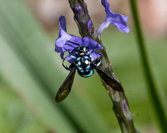Thyreus nitidulus nitidulus