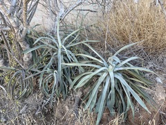 Agave capensis
