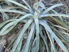 Agave capensis