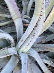 Agave capensis