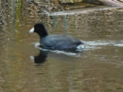 Fulica americana