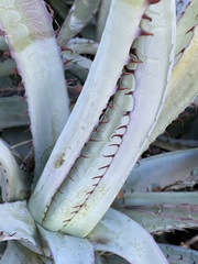 Agave capensis
