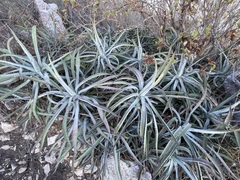 Agave capensis