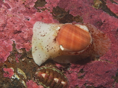 Cryptonatica aleutica