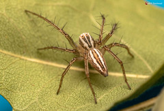 Oxyopes bothai