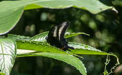 Papilio oenomaus