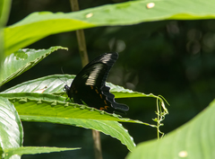 Papilio oenomaus
