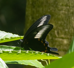 Papilio oenomaus