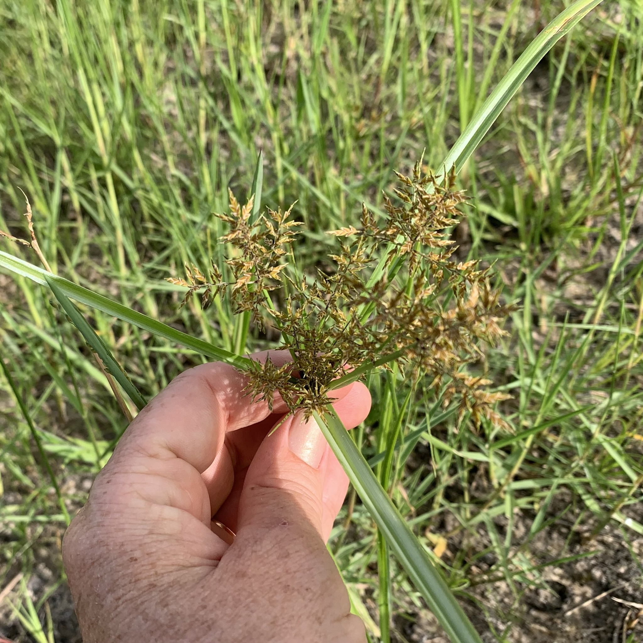 (c) Riana Fourie, certains droits réservés (CC BY-NC) https://www.inaturalist.org/observations/105416511