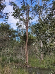 Angophora leiocarpa