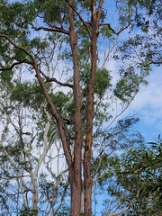 Angophora leiocarpa