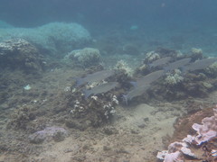 Crenimugil crenilabis