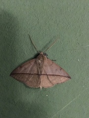 Ugia purpurea