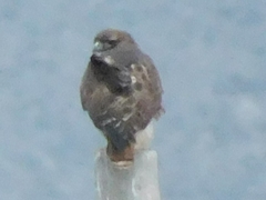 Buteo jamaicensis