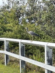 Egretta novaehollandiae