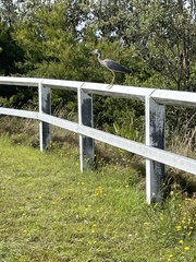 Egretta novaehollandiae