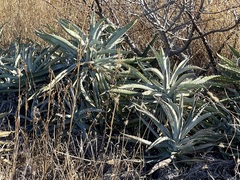 Agave capensis