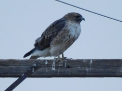 Buteo jamaicensis