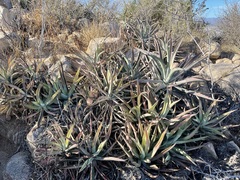 Agave capensis