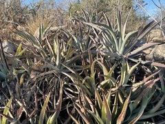 Agave capensis