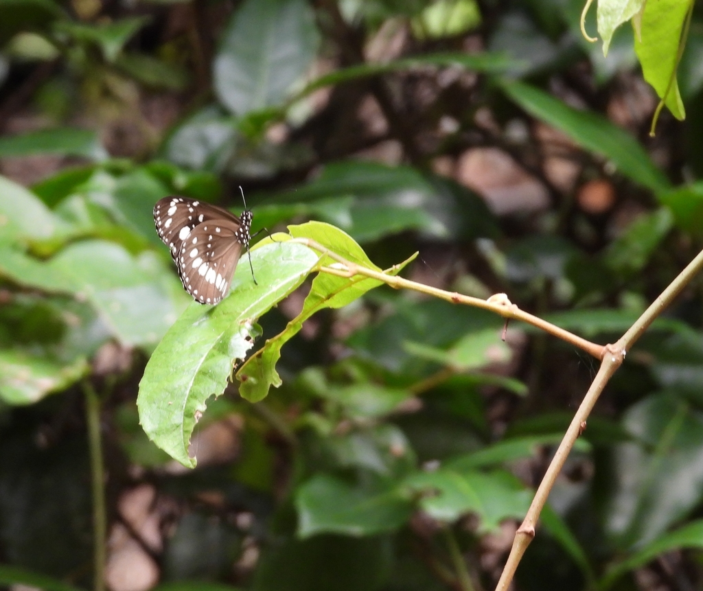 Common Crow Butterfly from Mount CootTha QLD 4066, Australia on