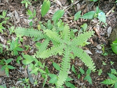 Adiantum patens