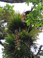 Tillandsia eizii