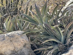 Agave capensis