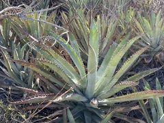 Agave capensis