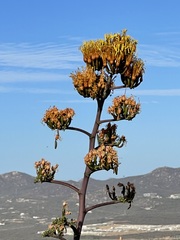Agave capensis