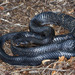 Texas Indigo Snake - Photo (c) Diana-Terry Hibbitts, some rights reserved (CC BY-NC), uploaded by Diana-Terry Hibbitts